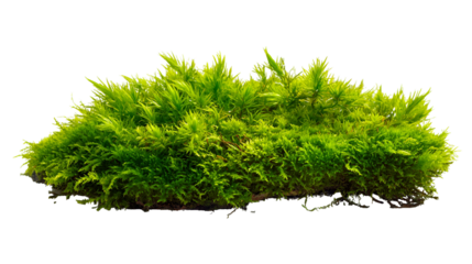 Lush Green Moss Closeup Isolated Black Background