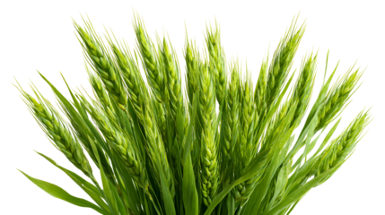Lush Green Wheat Stalks Nature's Bounty