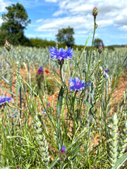 Crop of wheat  and wild flowers in a field in June, United Kingdom