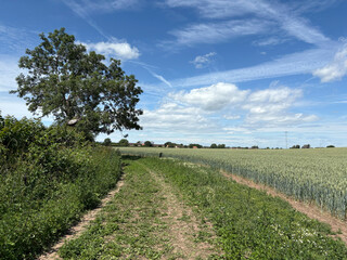 Obraz premium Crop of wheat and a field margin on the headland in June, United Kingdom