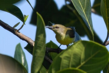 purple-rumped sunbird (Leptocoma zeylonica), a sunbird endemic to the Indian Subcontinent, clicked...