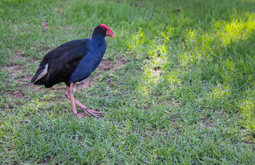 Australasian Swamphen in Elder Park, Adelaide, South Australia, Australia