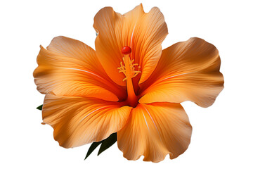 Fototapeta premium Vibrant Peach Hibiscus Flower: A Close-Up Macro Photograph transparent background png