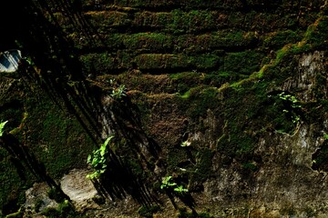 Natural background, Natural Fern Growing on Moss Covered Rock Wall in Sunlight