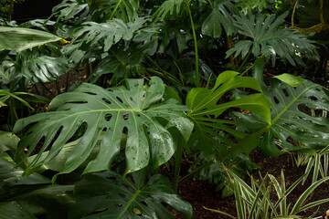 Monstera Deliciosa Foliage in Tropical Greenhouse
