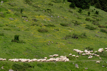 Herd of sheep are grazing in a field