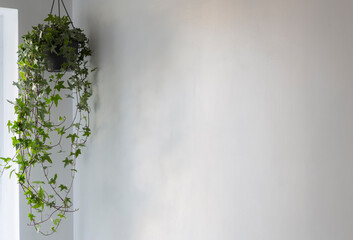 green houseplant on background white wall