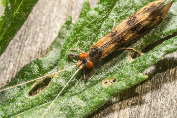 Macro of a long brown insect with long wings and bis orange eyes