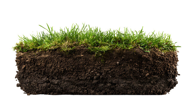 Lush green grass and rich dark soil cross section nature background