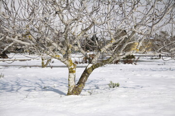 tree in winter