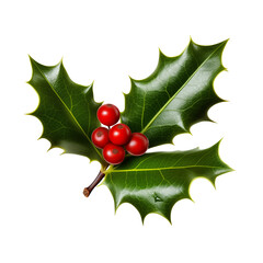 Lush Holly Sprig with Vibrant Red Berries against a Isolated on transparent Background 