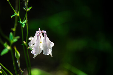 Small black flying insect on the wild white flowers