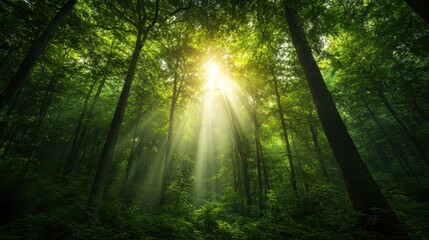 Obraz premium This captivating image features sunlight piercing through the dense canopy of trees in a serene forest, creating a magical atmosphere illuminated by natural beauty and tranquility.