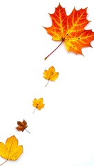 Fototapeta premium Autumn maple leaves isolated on white, a vibrant nature illustration of fall foliage