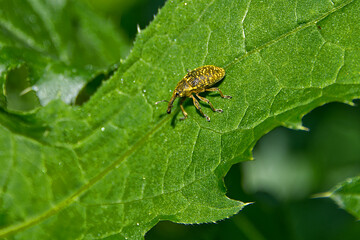 Macro of a small yellow weevil on a green leaf