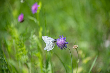 Cute white butterfly mit blue borders pollinating on a purple wild flower in the field