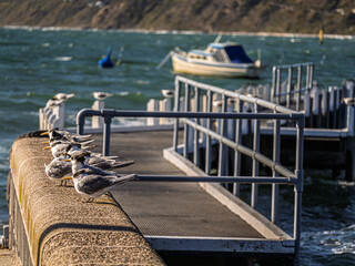 Terns On A Pier In The Wind