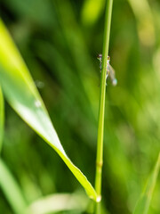 Young dragon-fly hides behind the plant stem