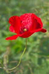Obraz premium Close up of a red poppy flower in the flower field