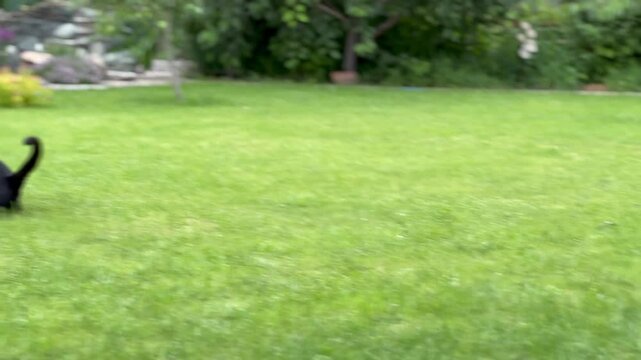dog chasing cat on green grass lawn, cavalier king charles spaniel runs after black cat in summer garden, playful action with visible movement, concept of pets care, veterinary, home animals