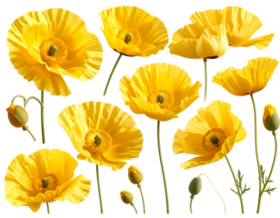 Realistic Yellow Poppies Botanical Set for Easter – Transparent Background PNG