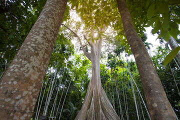 This giant tree is 300 years old and is located in Ban Sanam, Ban Rai, Utah Thani District. It is a large tree that stands out with its large buttresses and is home to many bees