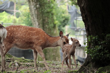 奈良　奈良公園　奈良の鹿　奈良直