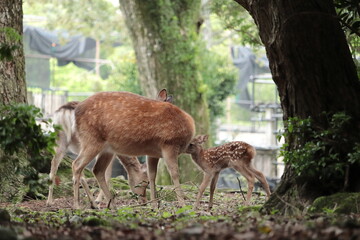 奈良　奈良公園　奈良の鹿　奈良直