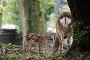 奈良　奈良公園　奈良の鹿　奈良直