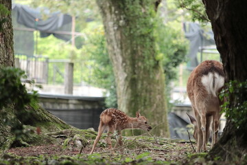 奈良　奈良公園　奈良の鹿　奈良直