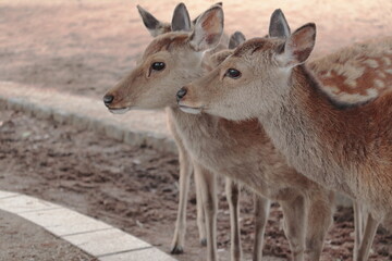 奈良　奈良公園　奈良の鹿　奈良直