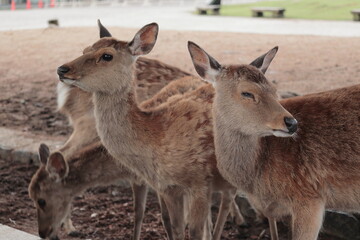 奈良　奈良公園　奈良の鹿　奈良直