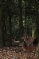奈良　奈良公園　奈良の鹿　奈良鹿