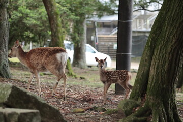 奈良　奈良公園　奈良の鹿　奈良鹿