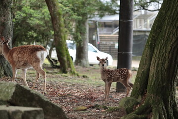 奈良　奈良公園　奈良の鹿　奈良鹿