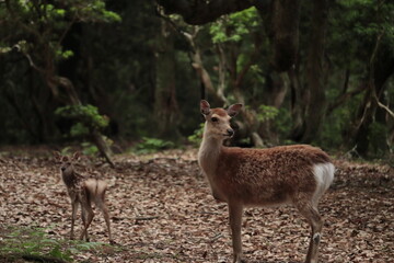 奈良　奈良公園　奈良の鹿　奈良鹿