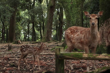 奈良　奈良公園　奈良の鹿　奈良鹿