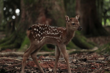 奈良　奈良公園　奈良の鹿　奈良鹿