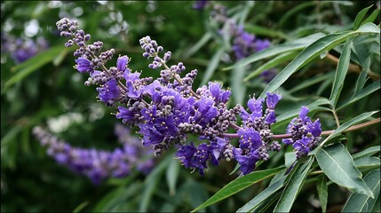 vitex chaste tree vitex agnus castus chastetree chasteberry abraham s balm lilac chastetree or monk s pepper purple flowers .