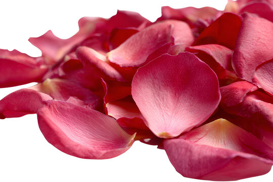 Pink rose petals scattered dark background
