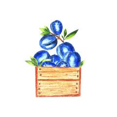 Plums in a wooden box. Hand drawn watercolor illustration on a white background for design, invitations and cards, packaging and textiles, embroidery.