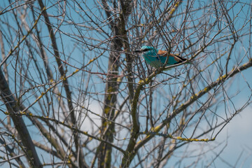 European Roller (Coracias garrulus) perched gracefully on a budding tree branch in springtime, Danube Delta, Romania