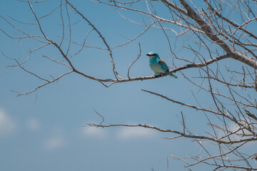 European Roller (Coracias garrulus) perched gracefully on a budding tree branch in springtime,...