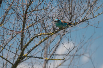 European Roller (Coracias garrulus) perched gracefully on a budding tree branch in springtime, Danube Delta, Romania