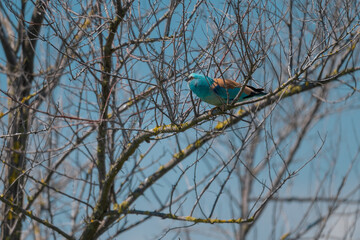 European Roller (Coracias garrulus) perched gracefully on a budding tree branch in springtime, Danube Delta, Romania