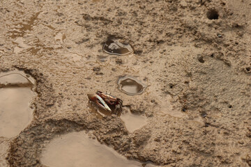 fiddler crab on a tidal flat