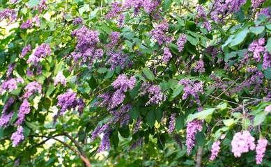 Lilac flowers on inflorescences of Viennese lilac branches in the ornamental plant nursery and botanical garden as a concept of landscape summer garden design