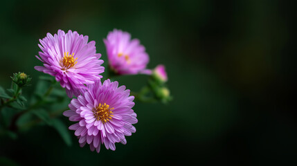 Obraz premium Close-up of blooming pink aster flowers with yellow centers on dark green blurred background.