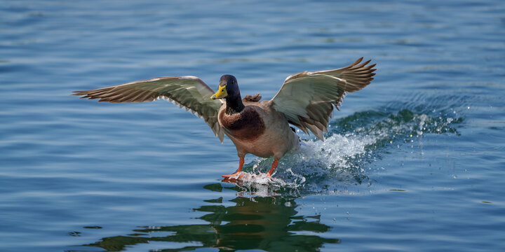 Mallard drake landing on water and looks like he is skiing
