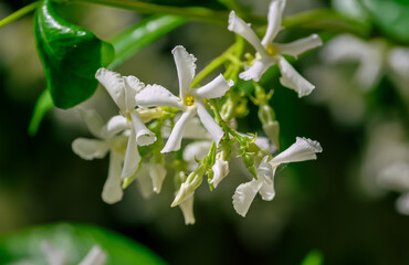 Trachelospermum jasminoides is a species of flowering plant in the family Apocynaceae, native to Asia,Confederate jasmine, star jasmine, Confederate jessamine, and Chinese star jessamine. 